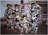 1997 - Vaches Folles